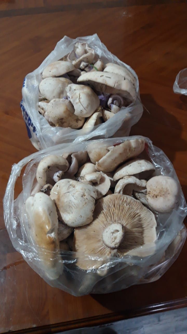 Синйиножки грибы
