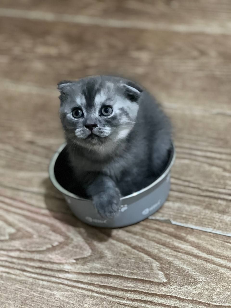 Продаётся  кошки