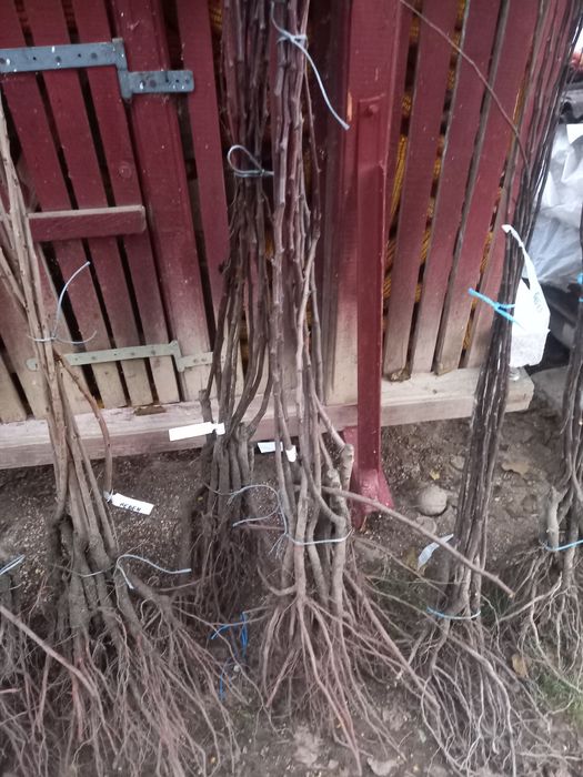 Pomi fructiferi altoiți