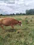 Vaca de lapte de 5 ani