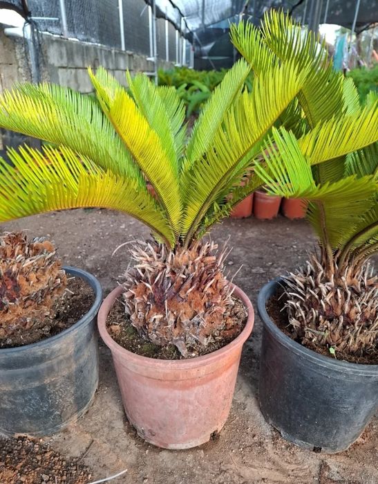 Vând palmieri din Spania Cycas Revolut