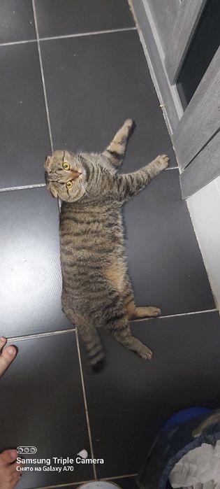 Продам породистого кота