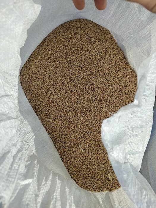Продам зерно 50кг