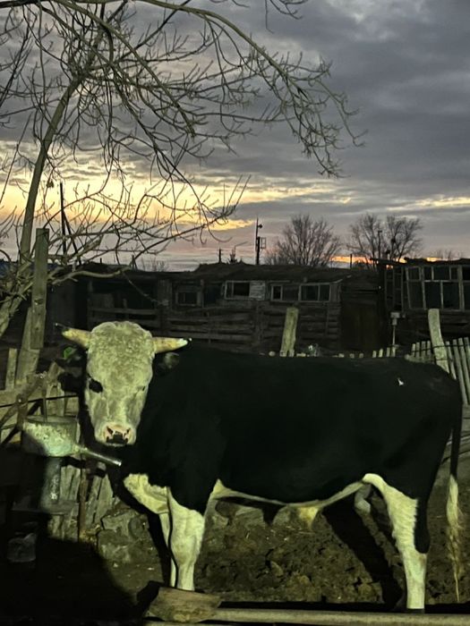 Бұқа 2жастан асқан