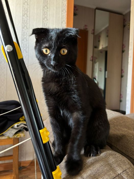 Отдам котенка в заботливые руки