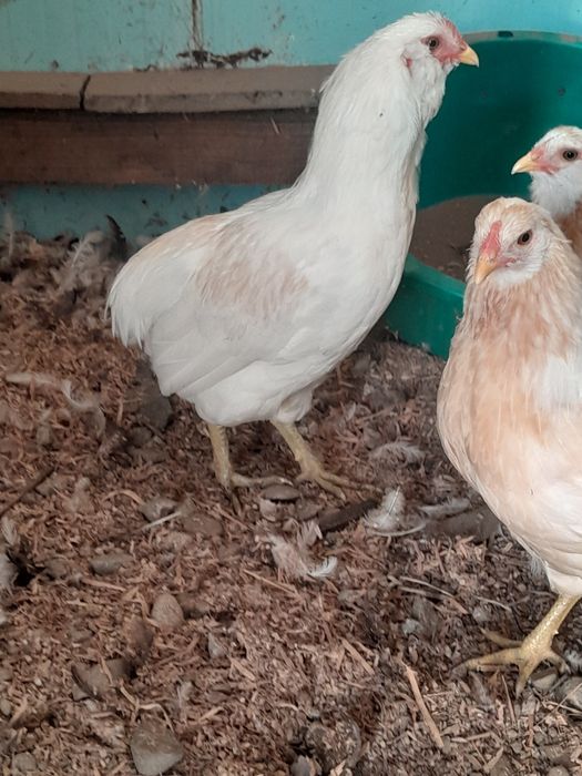 Araucana spleș .