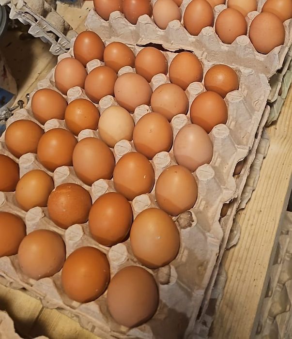 Vand oua BIO de tara