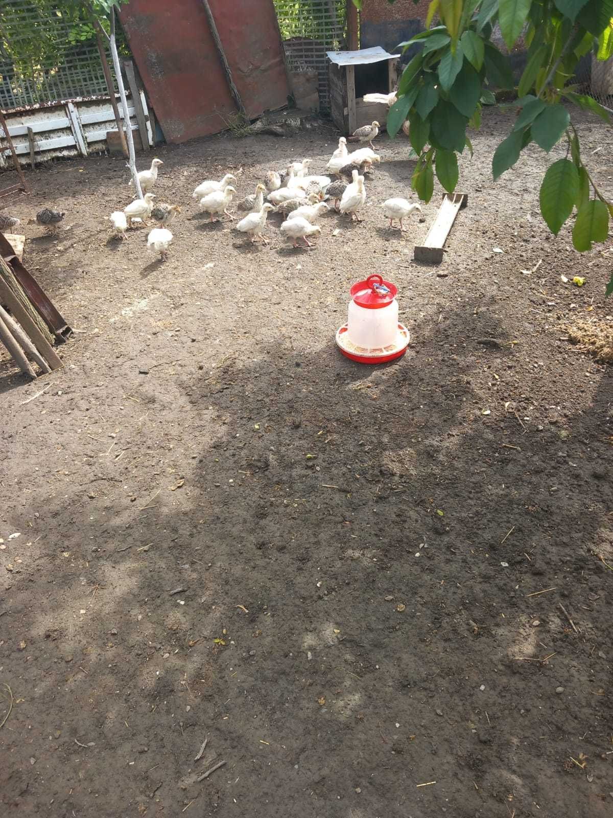 Pui de curca 3 saptamani