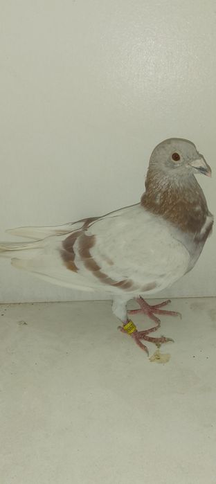 Mascul porumbei Bricoux