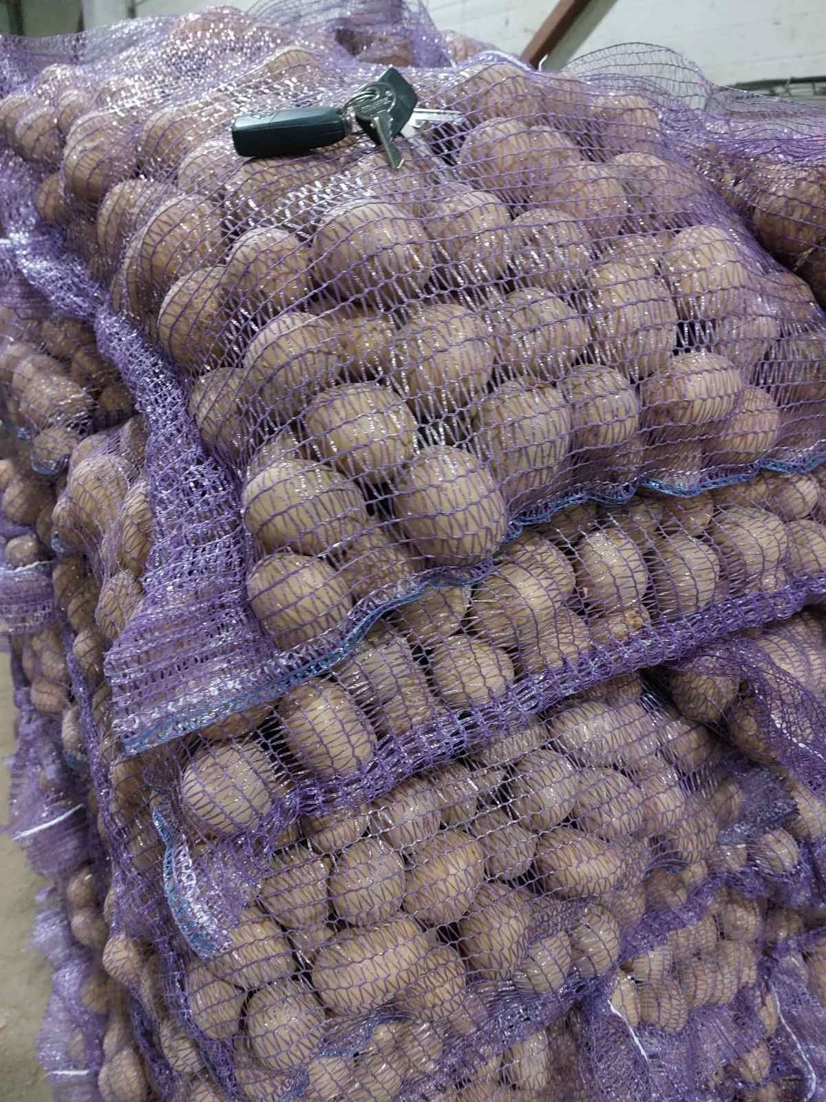 Картофель семена