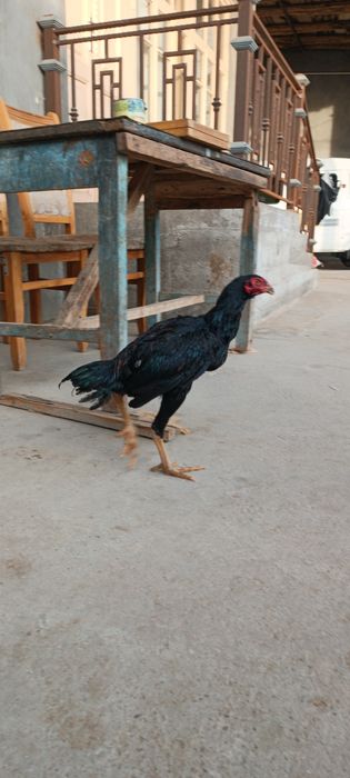 Dakan joja xoroz sotiladi