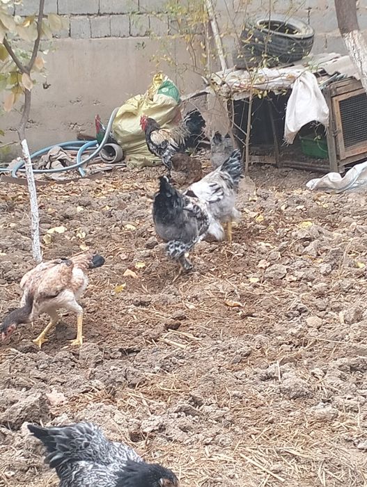 Брама хурозла сотилади