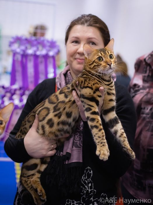Бенгалы для выставок и для семьи