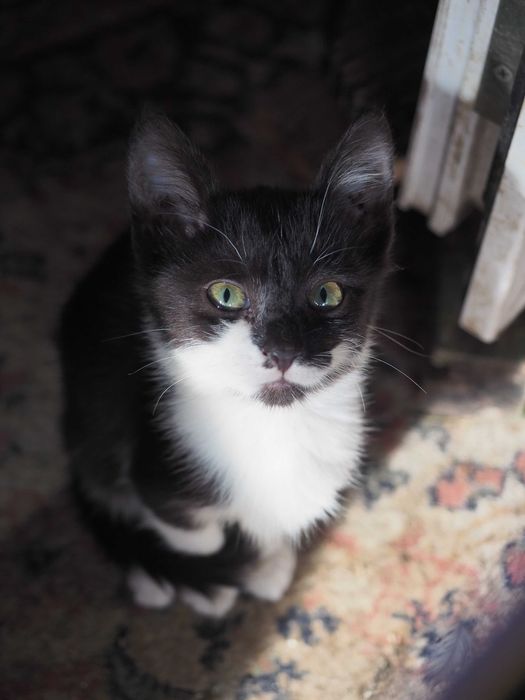 Donez pisici - 1 pisica si 3 motanei