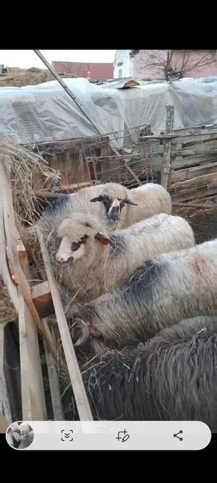 Vând 8 oi dea  fătat