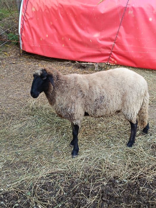 Oi carabase de vanzare