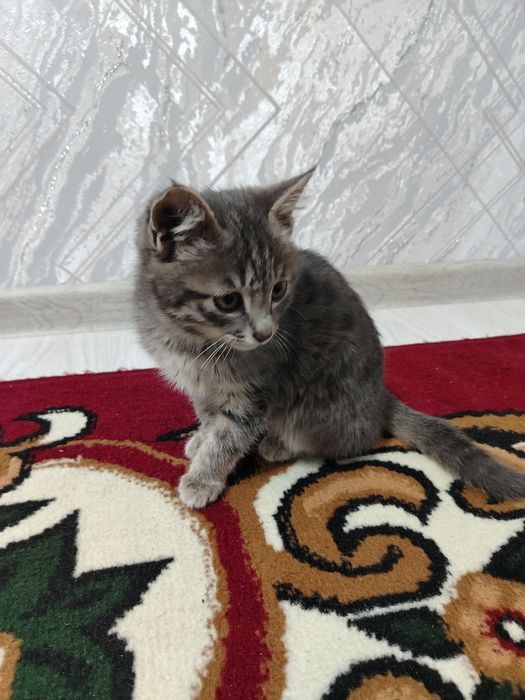 Yaxshi qaraydiganga mushuk bolasi beriladi