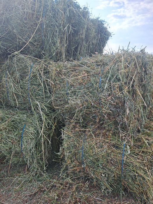 Vând baloti de lucerna.