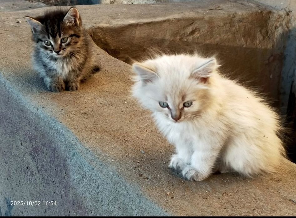 Котята мечтают жить дома.