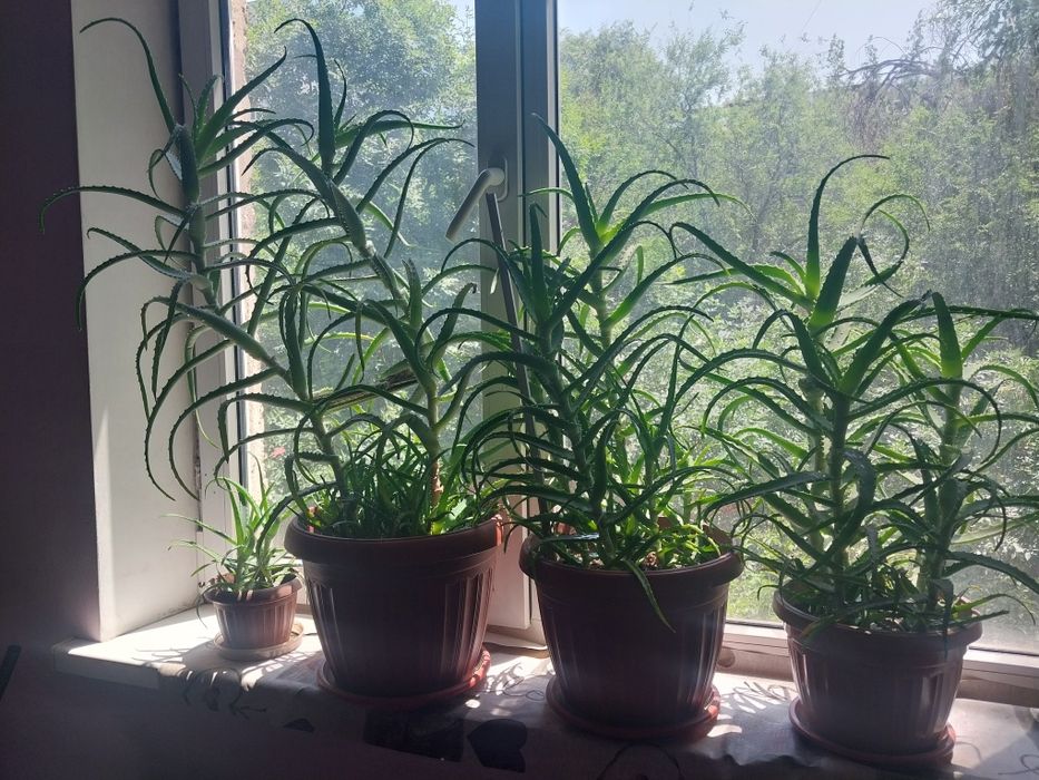 Пятилетняя алоэ.