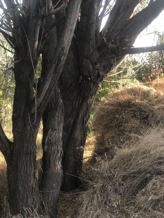 Xo’l o’tin katta