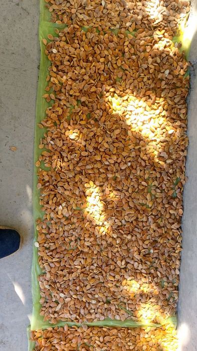 Kadi urug' sotiladi kilosi 70.000