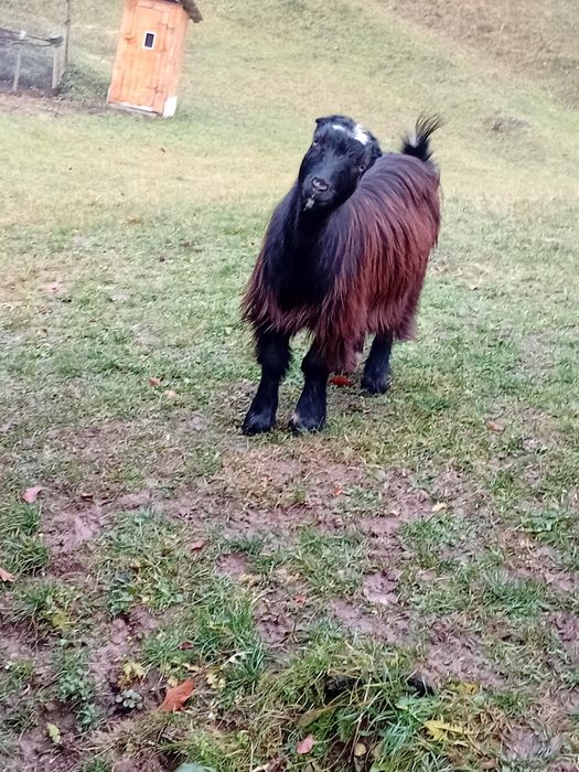 Vand o iada si un paci