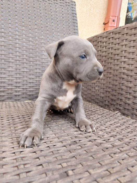 Amstaff blue rasă pură
