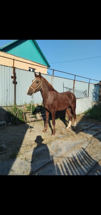 Дөнен сатылады...