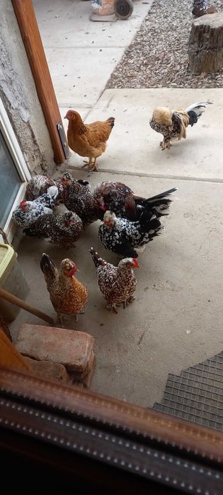 Cocoși și găinușe americane