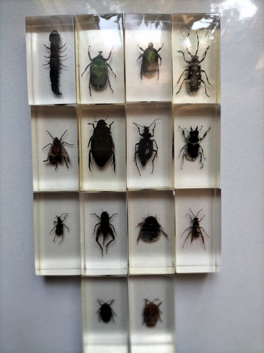 Коллекционные насекомые.