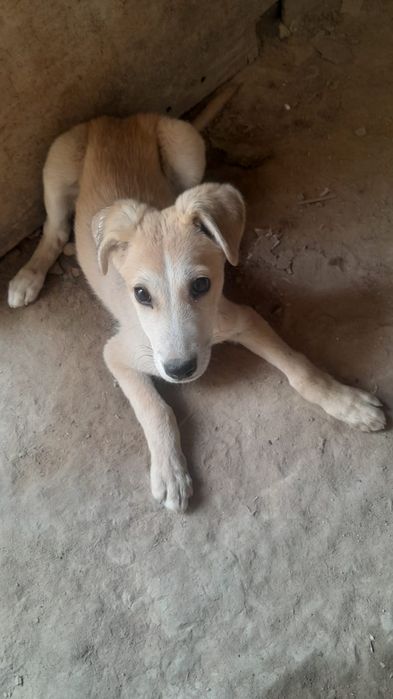 Отдам бесплатно щенка