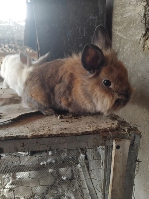 Декоративни заичета