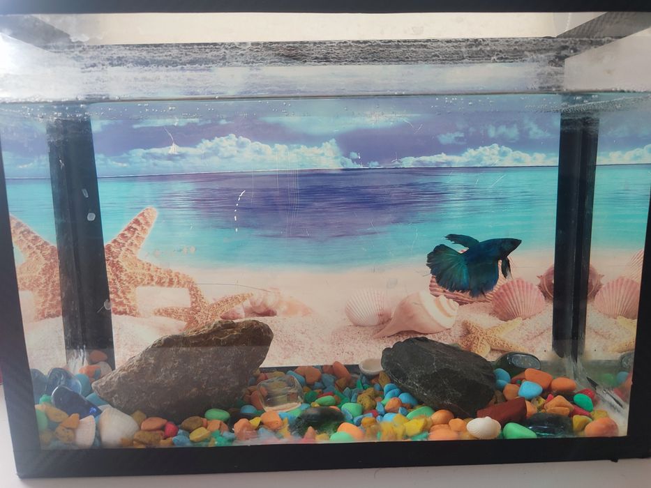 Аквариум балығымен сатылады. Барлық затымен, корммен.