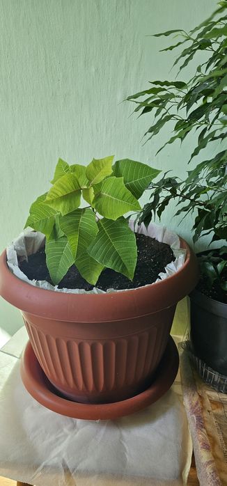 Продам пуансетию и другие цветы.