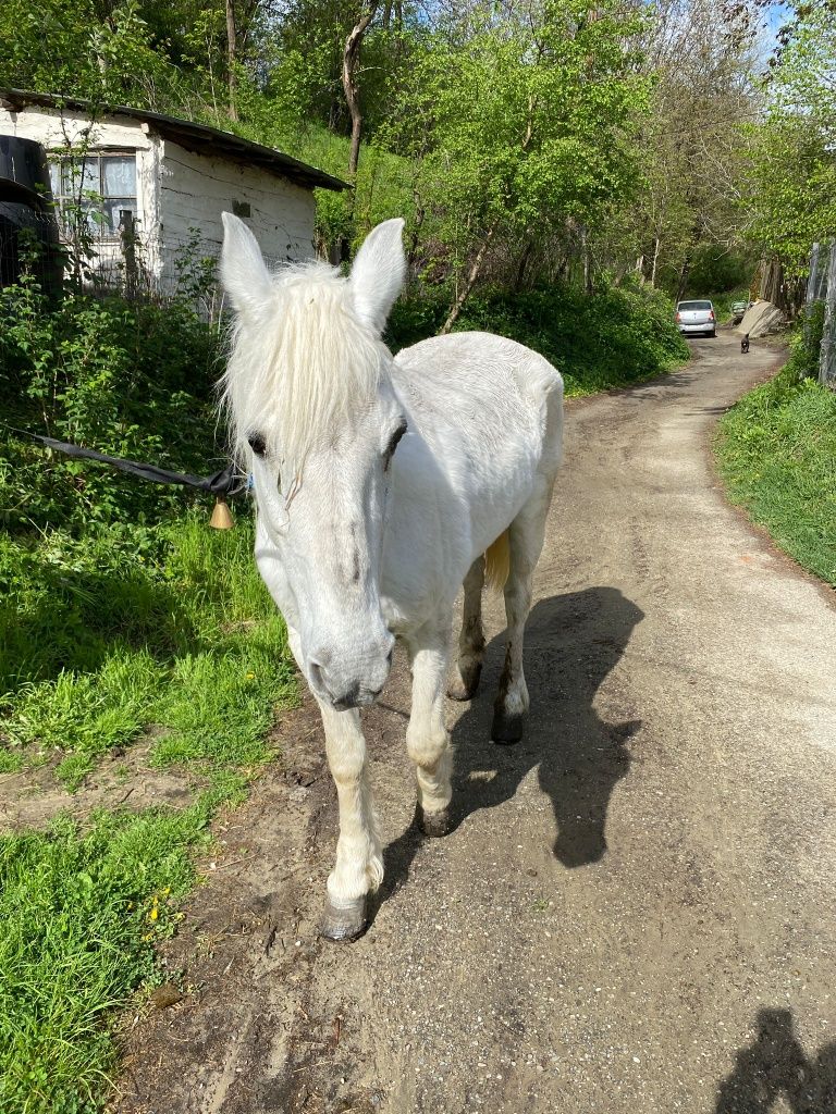 Vând cal, Cărbunești Prahova