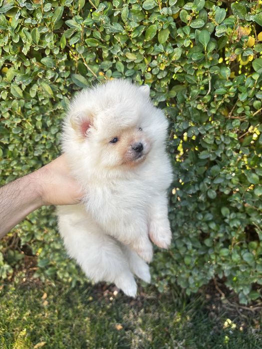 Померан - шпиц момичета