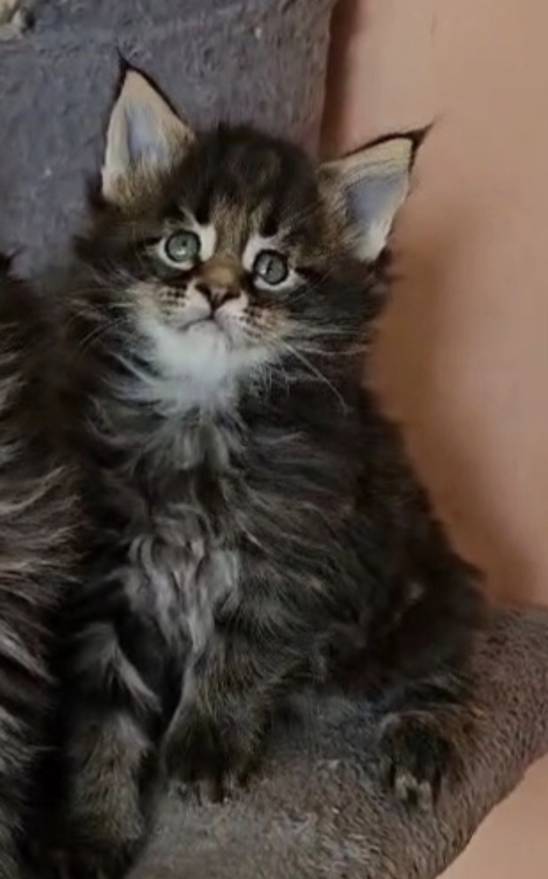 Уникални котенца мейн кун