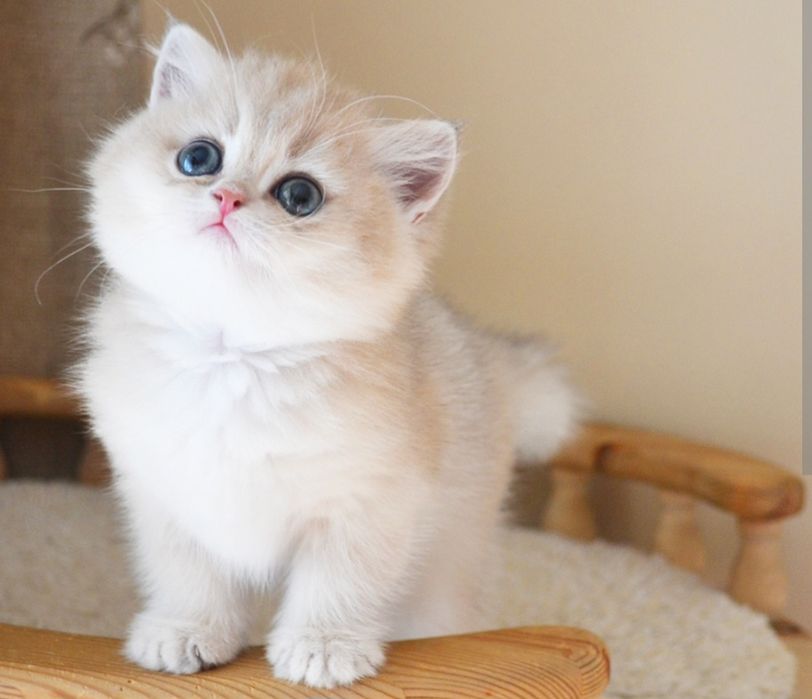 Продаются британские мальчик