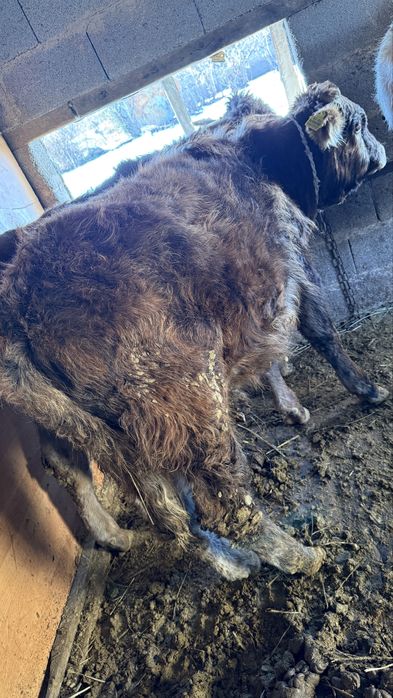 Продам бычков       .