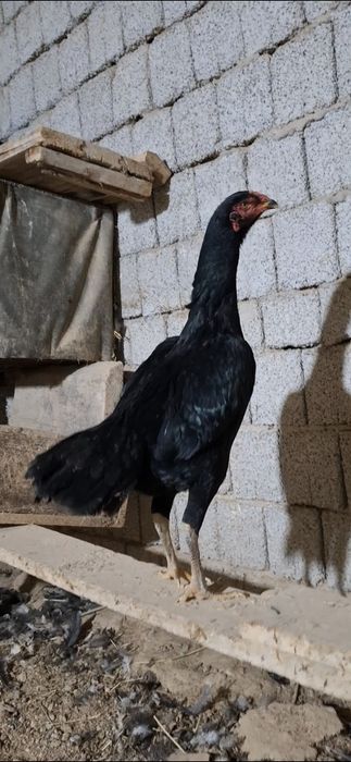 Дакан макиён тухимда 9-ойлик