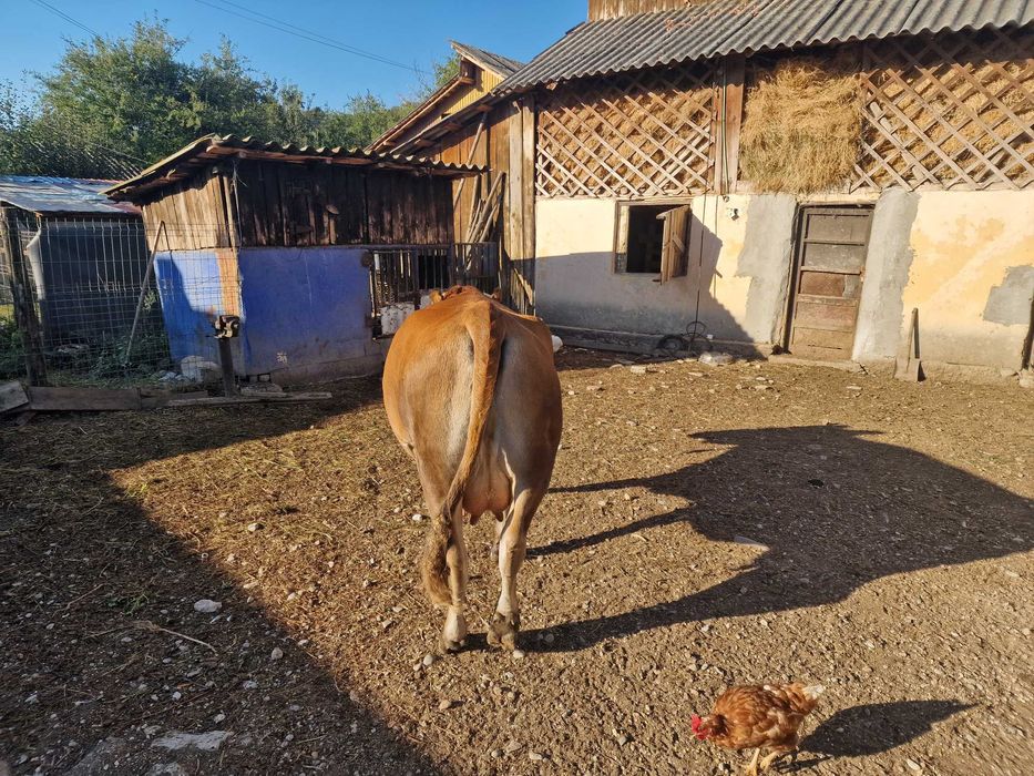 Vand vaca pentru sacrificat sau prasila
