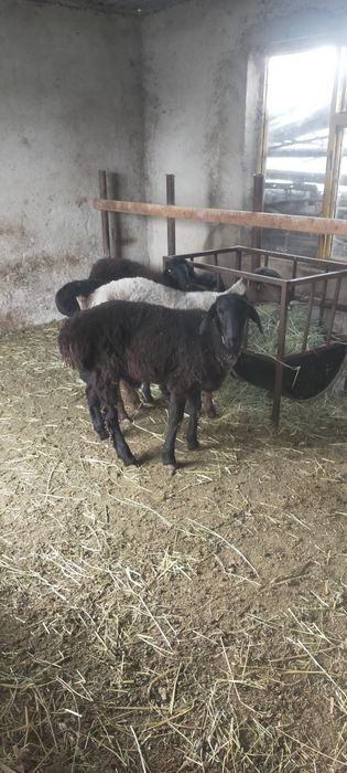 Продам Баран едельбай
