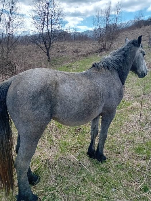 Vând armăsar bland