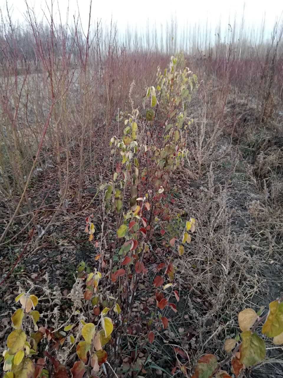 Шафтоли, урик, нок, бехи, слива (кароли) ва бошка кучатлар сотилади