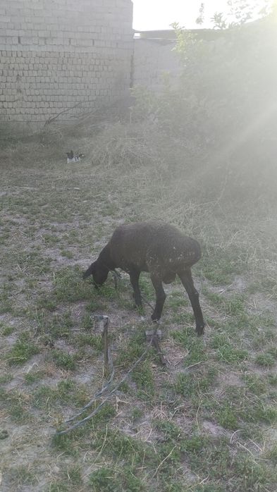 Куелар сотлади йэбичиши яхши