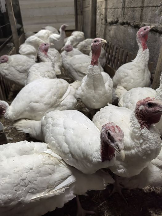 Биг 6 куркалари.