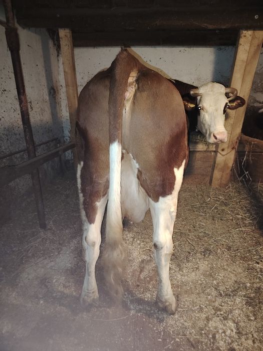 De vânzare vacă și juninca