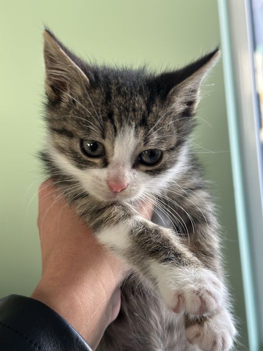 Pisicuta pentru adoptie