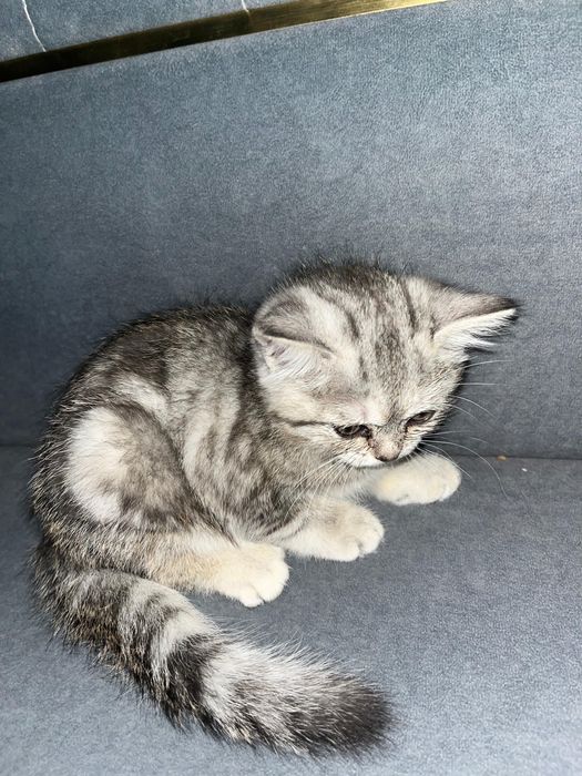 Шотланский кошка